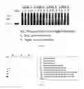 Fig. 07 - Coronavirus proteins and antigens