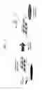 Fig. 02 - METHOD OF PRODUCING CROSS-LINKED POLYVINYLALCOHOL-EXTRACELLUAR MATRIX  COMPOSITE AND POLYVINYLALCOHOL-EXTRACELLUAR MATRIX COMPOSITE PRODUCED  THEREBY