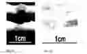 Fig. 08 - Methods And Compositions For The Treatment Of Open And Closed Wound Spinal Cord Injuries