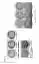 Fig. 02 - CULTURE MEDIUM FOR STEM CELL DIFFERENTIATION