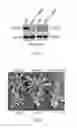 Fig. 07 - Digestibility of plant biomass