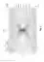 Fig. 02 - Ion trap with variable pitch electrodes