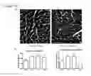 Fig. 35 - CARDIAC TISSUE-DERIVED CELLS