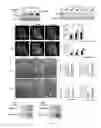 Fig. 02 - COMPOSITIONS AND METHODS FOR TREATING OR PREVENTING A BONE CONDITION
