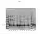 Fig. 02 - Medicament and method for treating innate immune response diseases