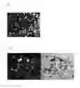 Fig. 08 - Stable solid forms of enclomiphene and enclomiphene citrate
