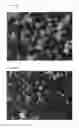Fig. 09 - Stable solid forms of enclomiphene and enclomiphene citrate