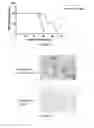 Fig. 07 - Boronic acid esters and pharmaceutical formulations thereof