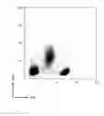 Fig. 02 - Bright fluorochromes based on multimerization of fluorescent dyes