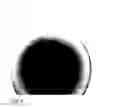 Fig. 06 - Pluripotent cells