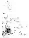 Fig. 07 - Pluripotent cells
