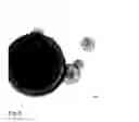 Fig. 08 - Pluripotent cells