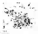 Fig. 09 - Pluripotent cells