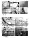 Fig. 22 - Pluripotent cells