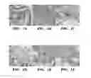 Fig. 02 - NUCLEIC ACIDS ANALYSIS