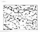 Fig. 07 - LACTIC ACID BACTERIUM LACTOBACILLUS FERMENTUM ISOLATED FROM ADULTS IN LONGEVITY VILLAGE, HELPFUL FOR DEFECATION