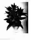 Fig. 02 - Celosia 'Spitenz Lipstick'