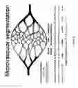 Fig. 02 - Venule endothelial cell genes and uses thereof