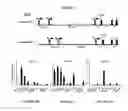 Fig. 02 - Methods for treating metabolic disorders using FGF