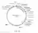 Fig. 08 - Antidotes for factor Xa inhibitors and methods of using the same