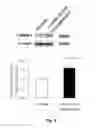 Fig. 06 - Methods for Treating Pressure Induced Optic Neuropathy, Preventing Neuronal Degeneration and Promoting Neuronal Cell Survival Via Administration of Lingo-1 Antagonists and TrkB Agonists
