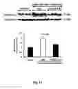 Fig. 22 - Methods for Treating Pressure Induced Optic Neuropathy, Preventing Neuronal Degeneration and Promoting Neuronal Cell Survival Via Administration of Lingo-1 Antagonists and TrkB Agonists