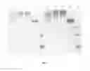 Fig. 06 - Conjugates of tumor necrosis factor inhibitors to functionalized polymers