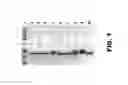 Fig. 02 - FUNCTIONALIZED POLYPEPTIDES