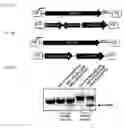 Fig. 07 - COMPOSITIONS AND METHODS OF USE OF CRISPR-CAS SYSTEMS IN NUCLEOTIDE REPEAT DISORDERS