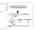 Fig. 09 - COMPOSITIONS AND METHODS OF USE OF CRISPR-CAS SYSTEMS IN NUCLEOTIDE REPEAT DISORDERS