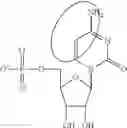 Fig. 86 - MODIFIED NUCLEIC ACID MOLECULES AND USES THEREOF