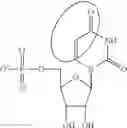 Fig. 89 - MODIFIED NUCLEIC ACID MOLECULES AND USES THEREOF
