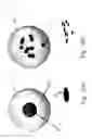 Fig. 02 - Multicore Magnetic Particles