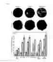 Fig. 08 - BONE PASTES COMPRISING BIOFUNCTIONALIZED CALCIUM PHOSPHATE CEMENTS WITH ENHANCED CELL FUNCTIONS FOR BONE REPAIR