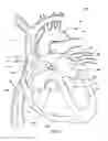 Fig. 06 - Ventricular assist device and related methods