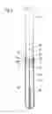Fig. 06 - Syringe