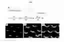 Fig. 02 - Method of fabricating array of nanoparticle clusters using thermal transformation of sublimable liquid crystal film