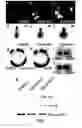 Fig. 06 - Small molecule inhibitors of Dusp6 and uses therefor