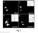 Fig. 07 - Small molecule inhibitors of Dusp6 and uses therefor