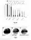 Fig. 09 - Small molecule inhibitors of Dusp6 and uses therefor