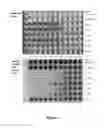 Fig. 08 - Substituted phenazines as antimicrobial agents