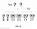 Fig. 35 - Covalent diabodies and uses thereof