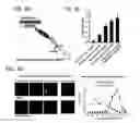 Fig. 09 - Methods and Compositions for Detecting Botulinum Neurotoxin