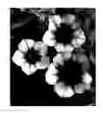 Fig. 03 - Petunia 'DCASAUTMYS'