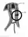 Fig. 01 - Clip and method for attaching an item to a strap worn by a person