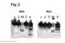 Fig. 03 - Recombinant binding proteins and their use