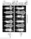 Fig. 52 - April variants