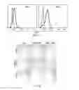 Fig. 60 - April variants
