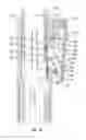 Fig. 14 - Reduction jack for spinal rod placement and method of use