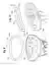 Fig. 06 - Methods for repairing mitral valves